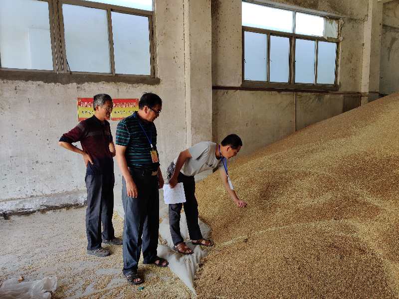 正陽(yáng)關(guān)分公司圓滿完成小麥種子烘干入庫(kù)工作