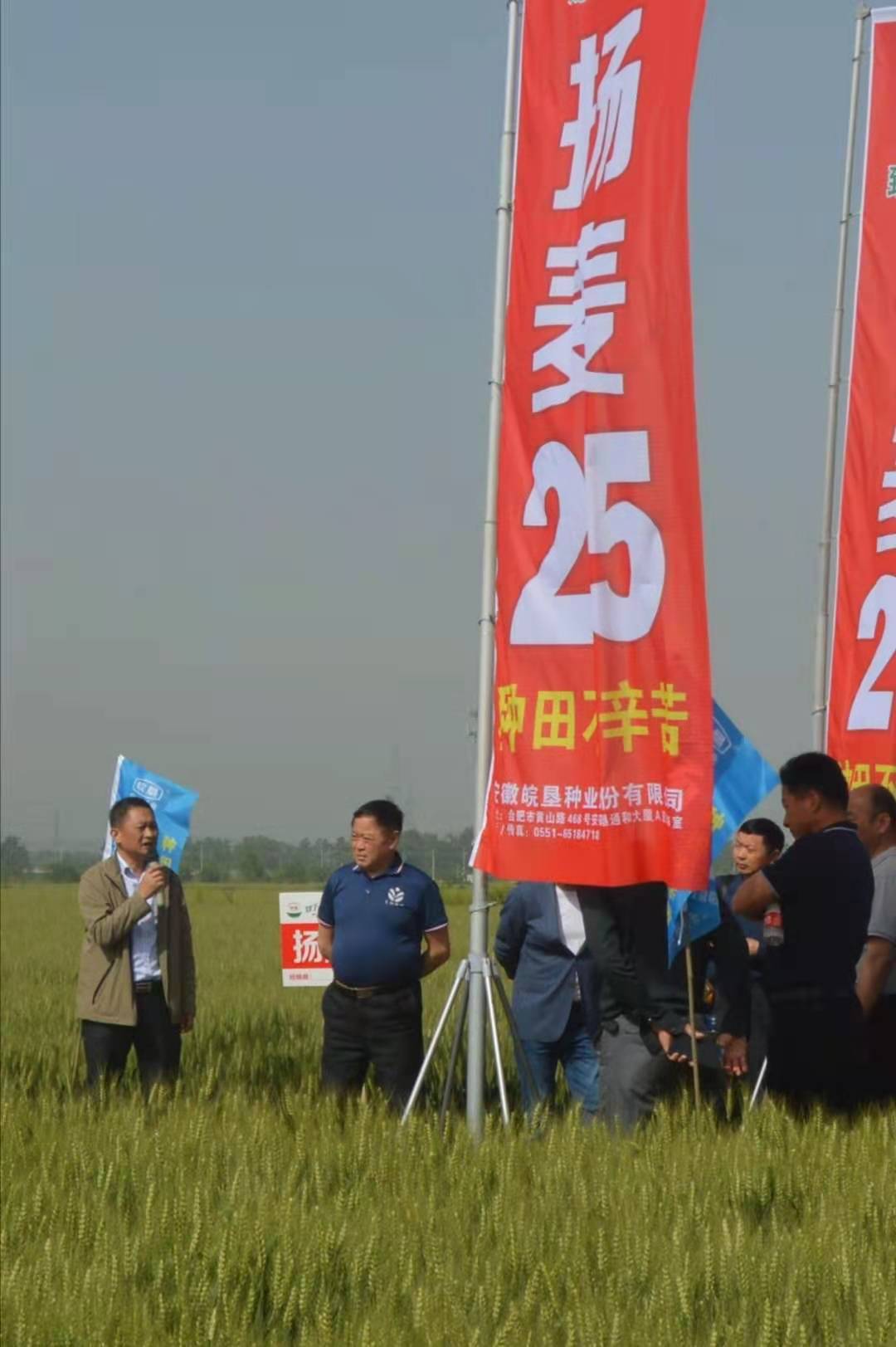 皖墾種業(yè)在淮南農(nóng)場(chǎng)召開“揚(yáng)麥25”品種觀摩會(huì)